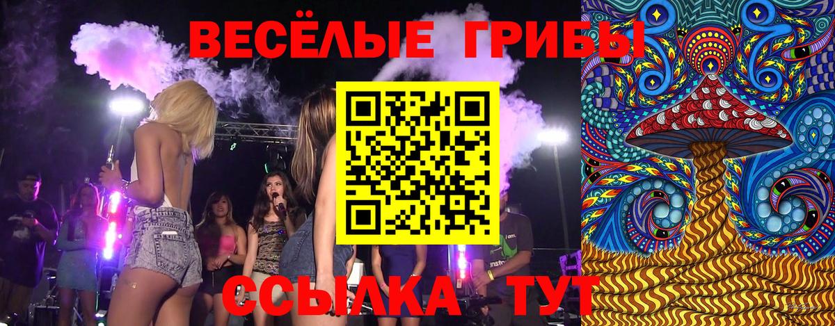 Курчалой  Галлюциногенные грибы Psilocybine cubensis  Вход с VPN 